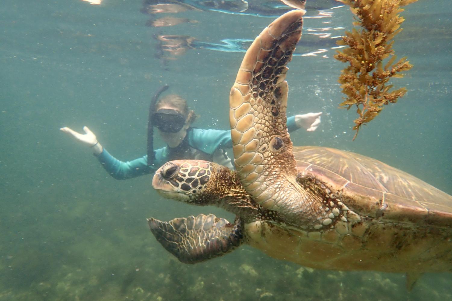一名<a href='http://joz.healthydairyland.com'>博彩网址大全</a>学生在Galápagos群岛游学途中与一只巨龟游泳.